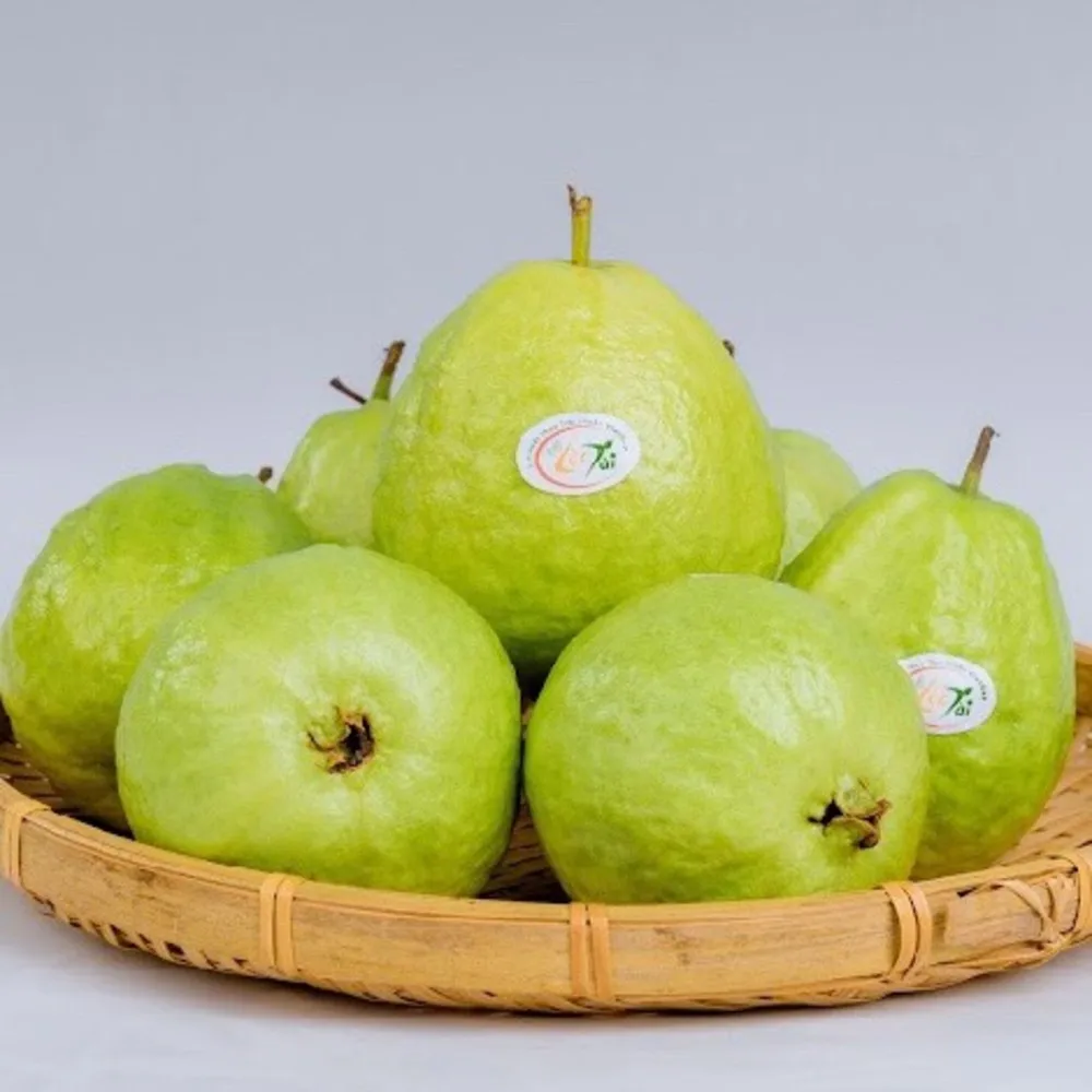 Sweet and Juicy Green Fresh Taiwan Guava Organic Fresh Guava From Vietnam