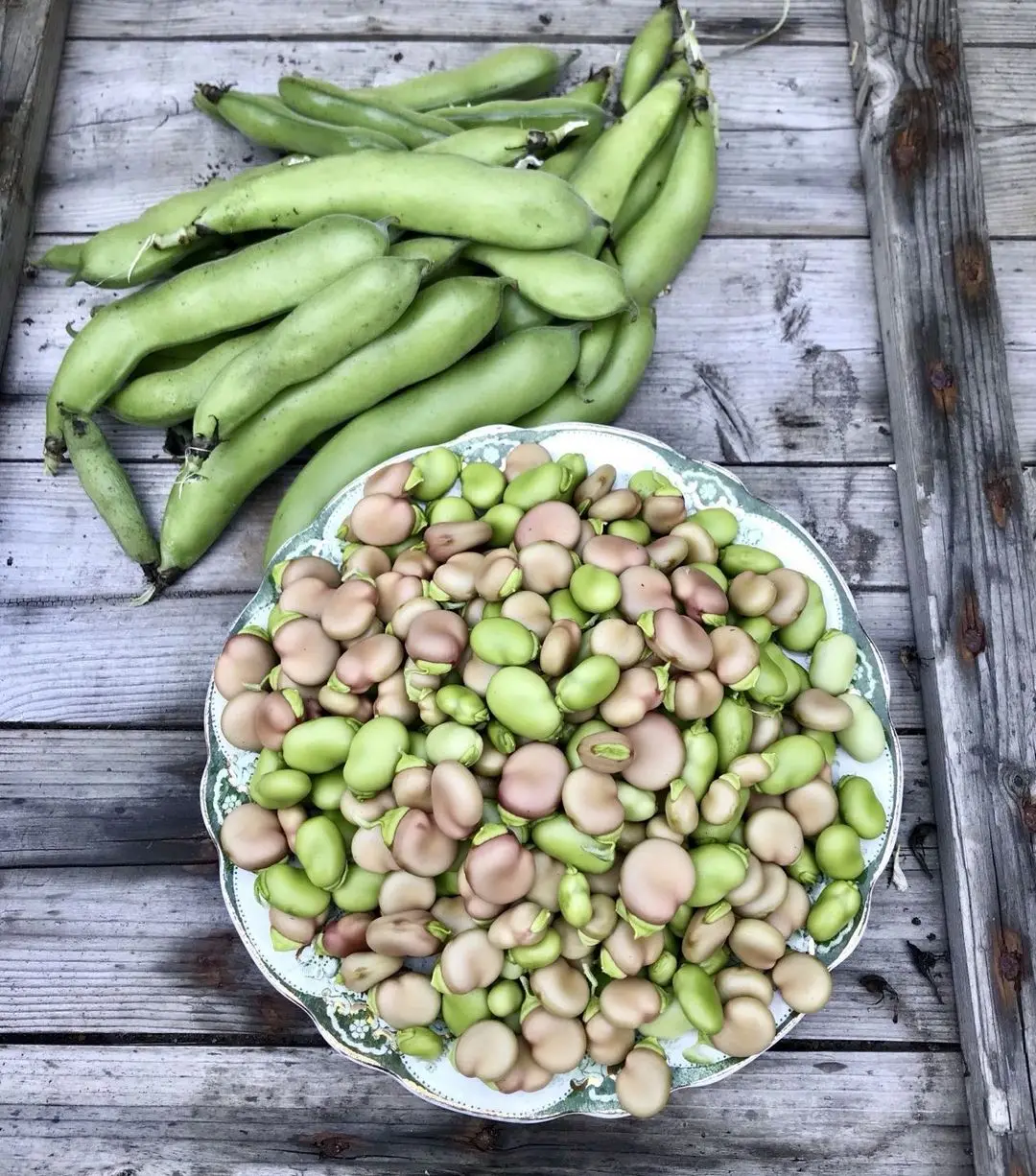 Фасоль Iqf, свежие замороженные фасоли