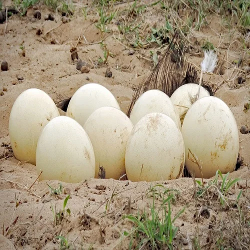 Fresh Fertile Ostrich Eggs For Sale