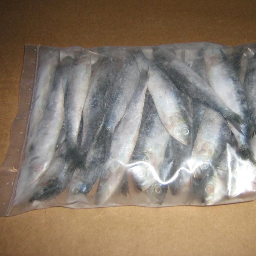 Olig European Pilchard Whole sardine brands from Morocco for sale