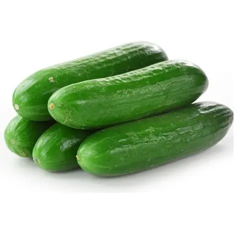Fresh Cucumber/ Fresh vegetable cucumber organic wholesale high quality healthy fresh cucumber