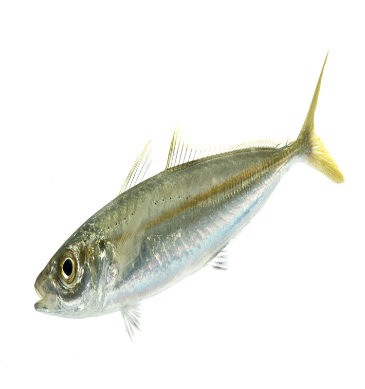 New Season Frozen Pacific Mackerel Fish best price