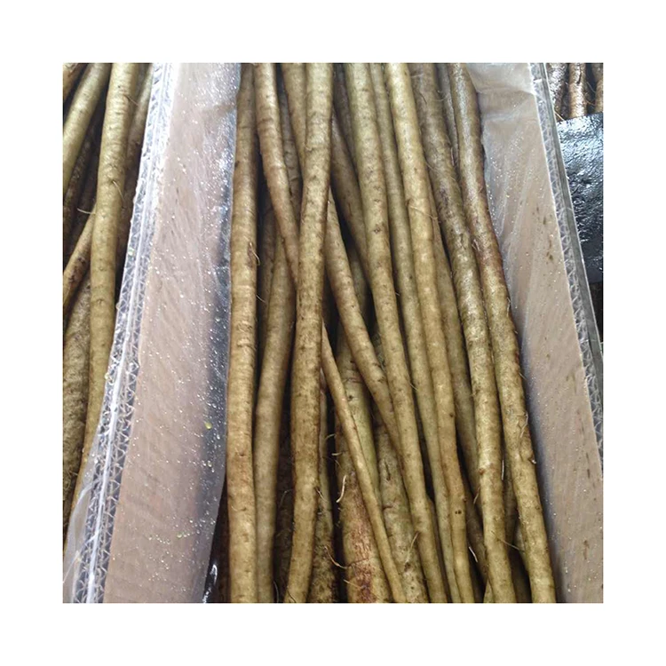 Fresh Burdock For Sale / Extract burdock / High Quality Pure Natural Burdock Root