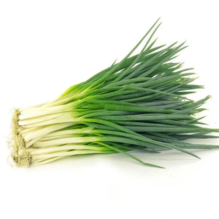 
High Quality Fresh Scallions 
