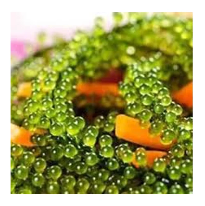 Best seller sea grapes from Vietnam with attractive dishes for children