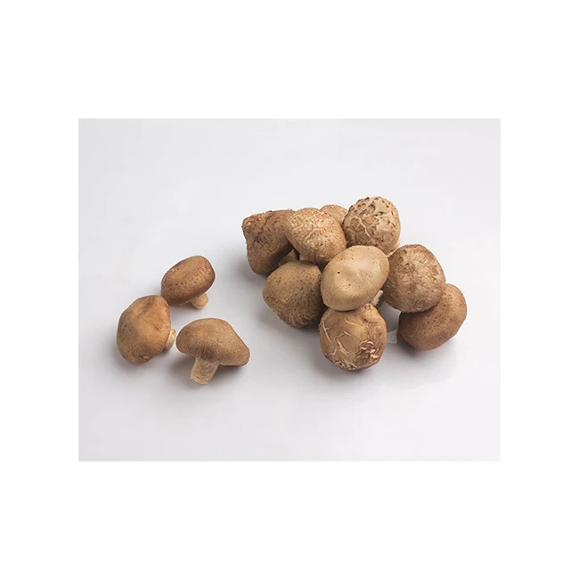 
Fresh Shiitake Mushroom Healthy Food Delicious Premium Quality foe Export 