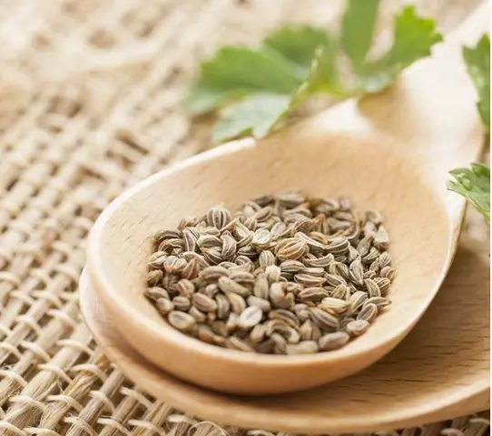 Parsley Seed Organic Essential Oil For Treating Arthritis