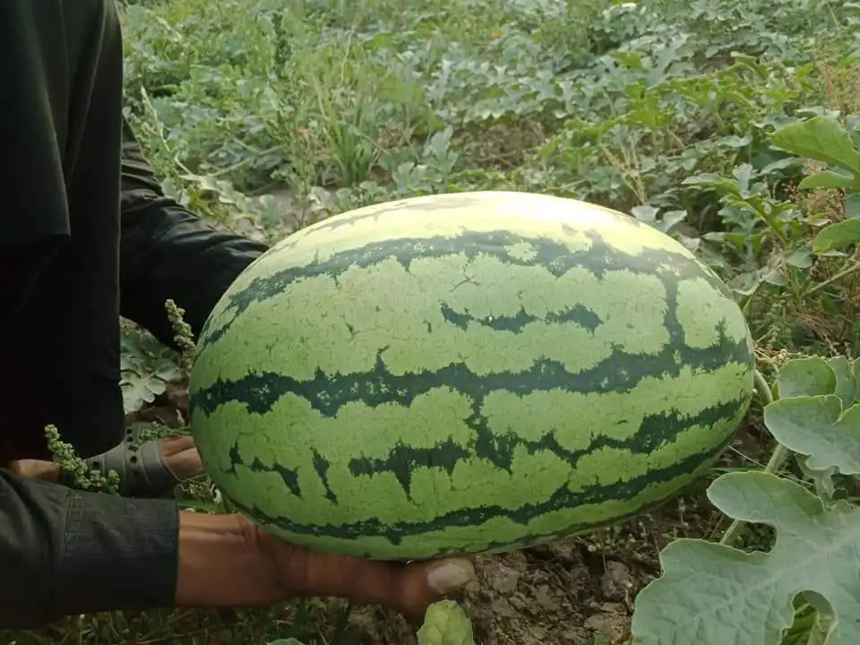 
HIGH YIELDING Alfa F1 HYBRID WATERMELON SEEDS FOR GHANA 