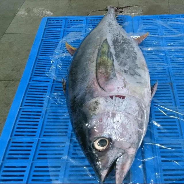 Land frozen Long tail tuna whole from India, frozen tuna fish