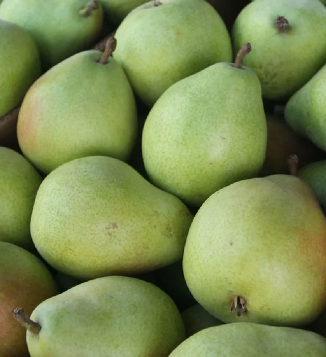 Singoo Pears with Taste of very sweet & juicy Fresh Natural Fruit Cultivated SA