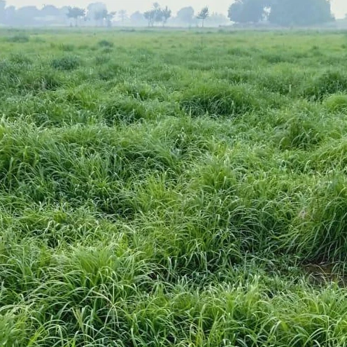 
RHODES GRASS 