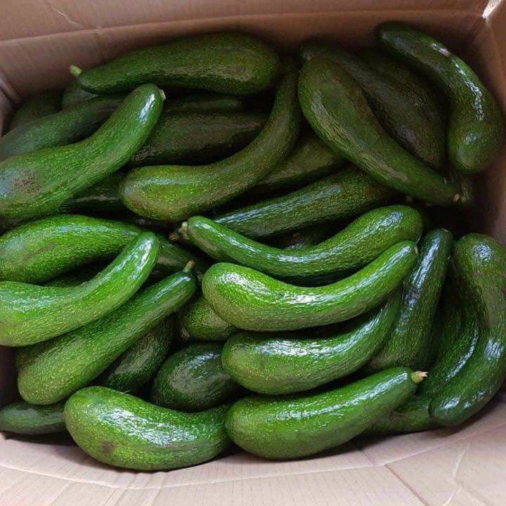 Long neck Avocado from Vietnam - Ms.KIO HUYNH +84 34 375 8904