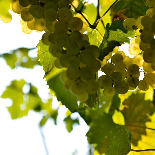 Bella Glamour - Italian sparkling drink - Alcohol free