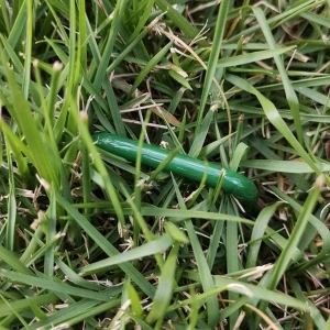 Top Quality U Pin Stainless,  U Type Staple Cheap Price