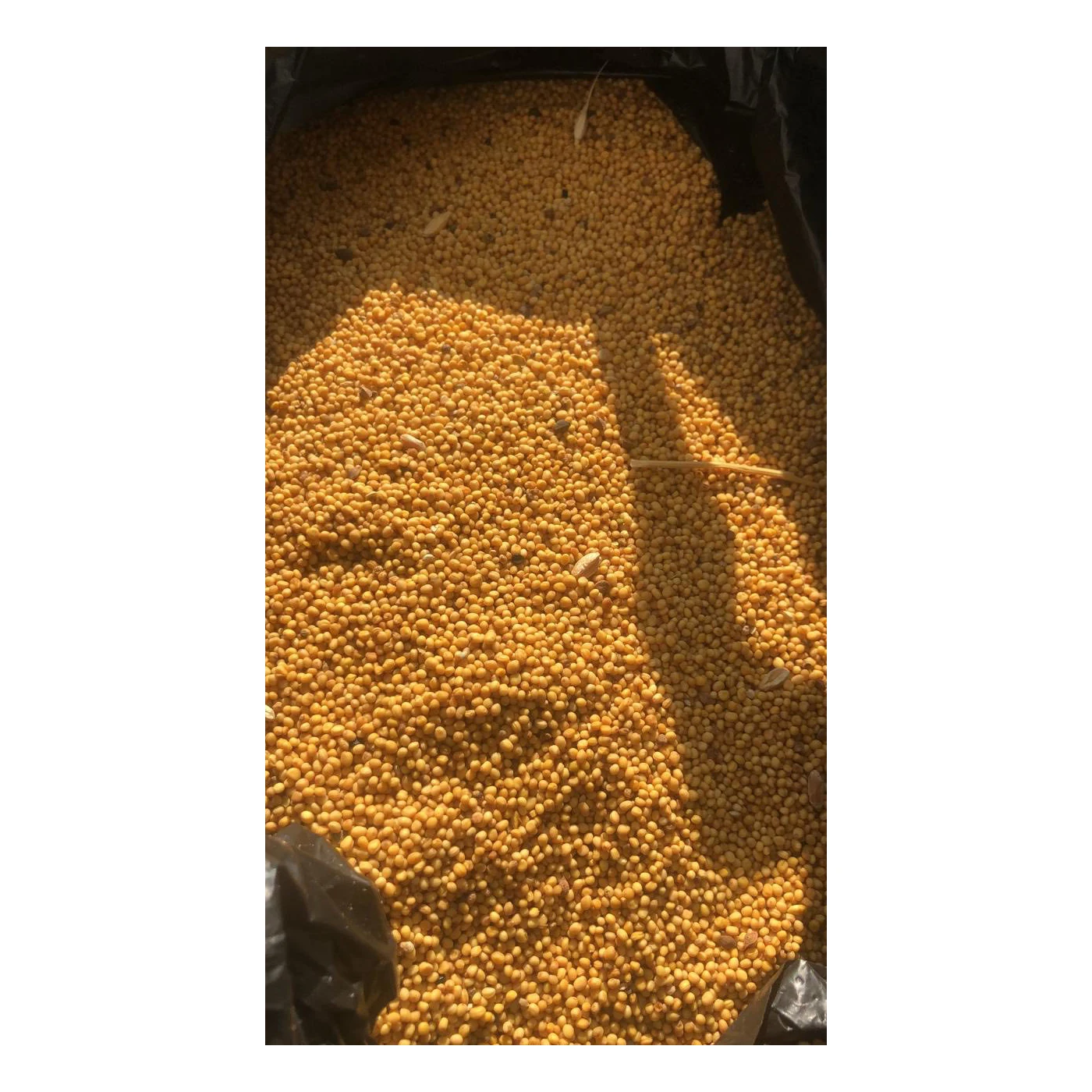 Quality organic mustard seeds in bulk, product of Russia