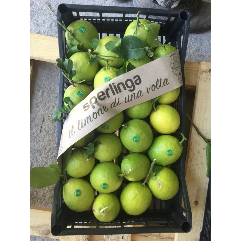 High quality Verdello 100% Made in Italy Sicily Organic Green Fresh Lemons with Leavesgreen 15kg box ready to ship