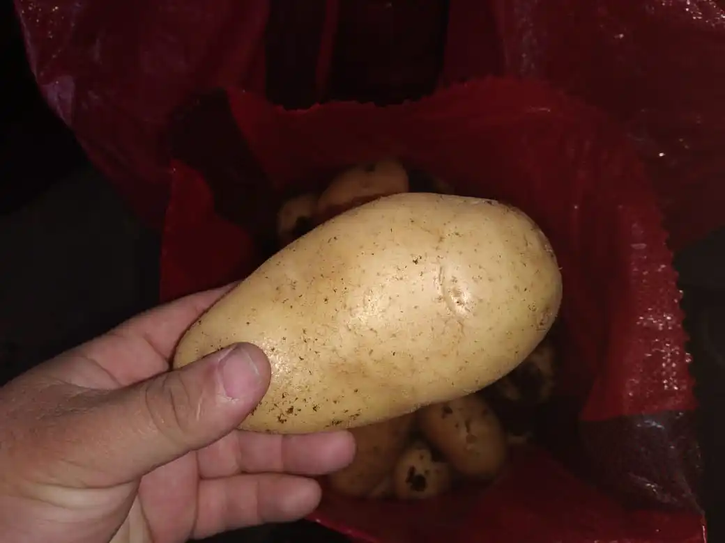  Свежий картофель из египта высокого