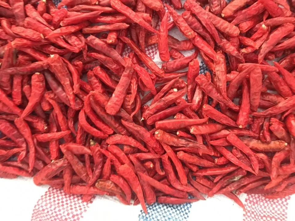dried chili.jpg