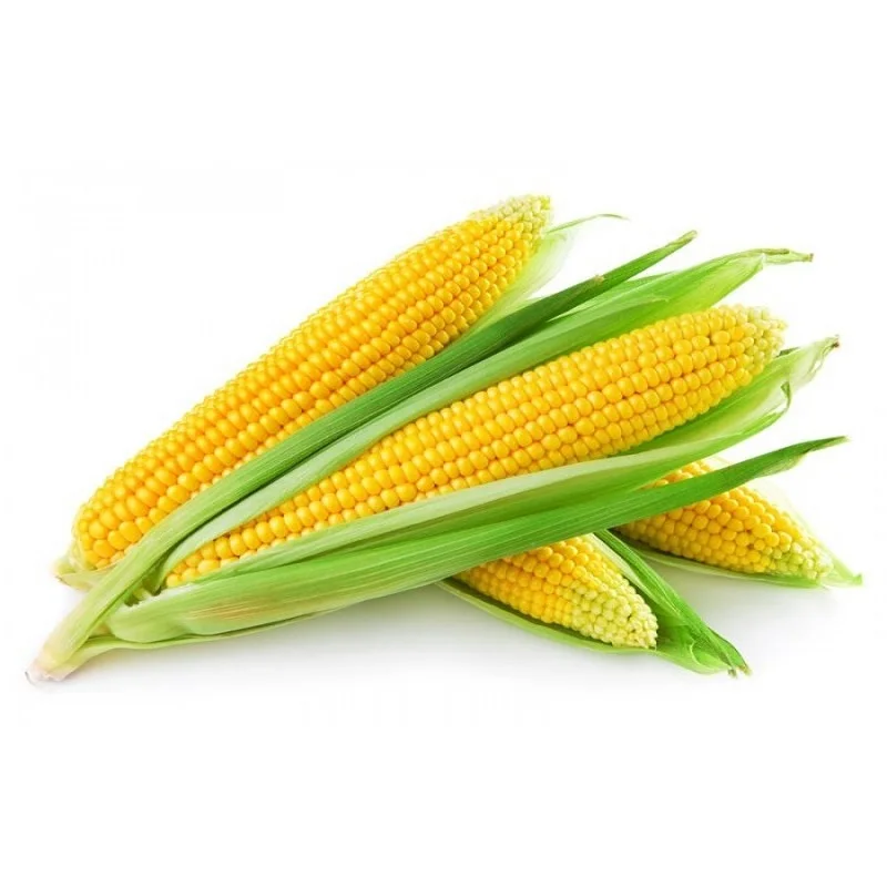 
High quality wholesale yellow and white corn 