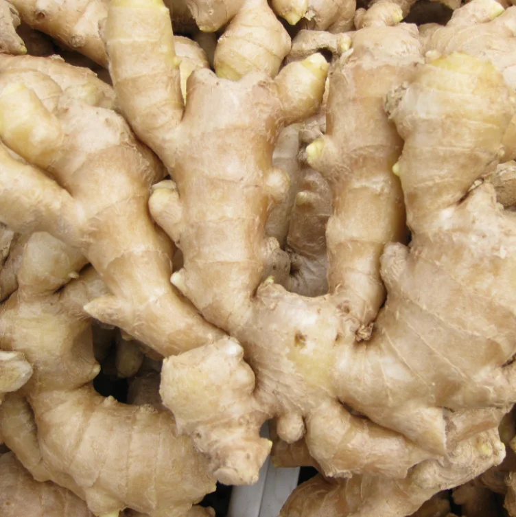 Wholesale organic fresh ginger price