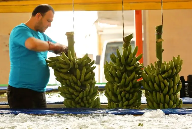 Свежий банан из Турции класса А по оптовой цене! Готов к экспорту в течение 12 месяцев