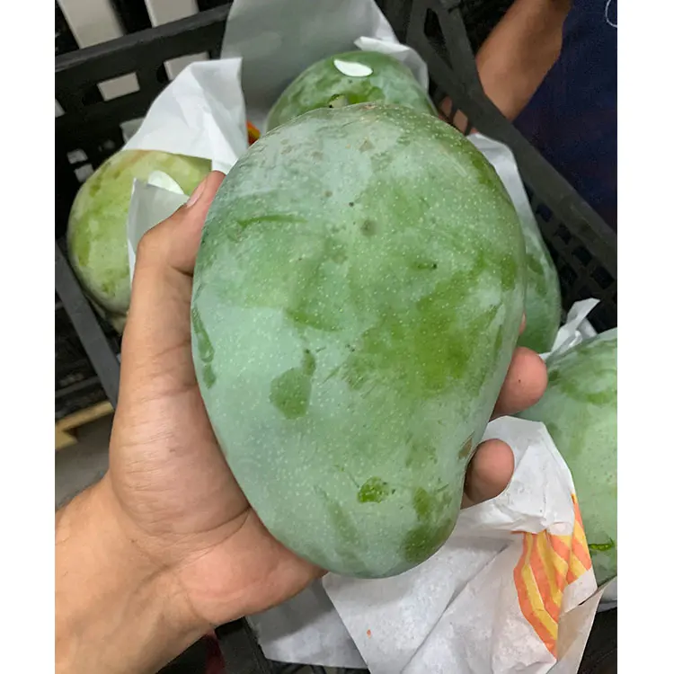 
Hot Sale 2021 Big Sale 15 for Fresh Mango High Quality Vietnam Fresh Fruit Green Cat Yellow Tropical Box Sweet Crop Style 