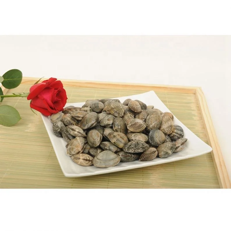 Top Sale Frozen Fresh Surf Clam In Shell