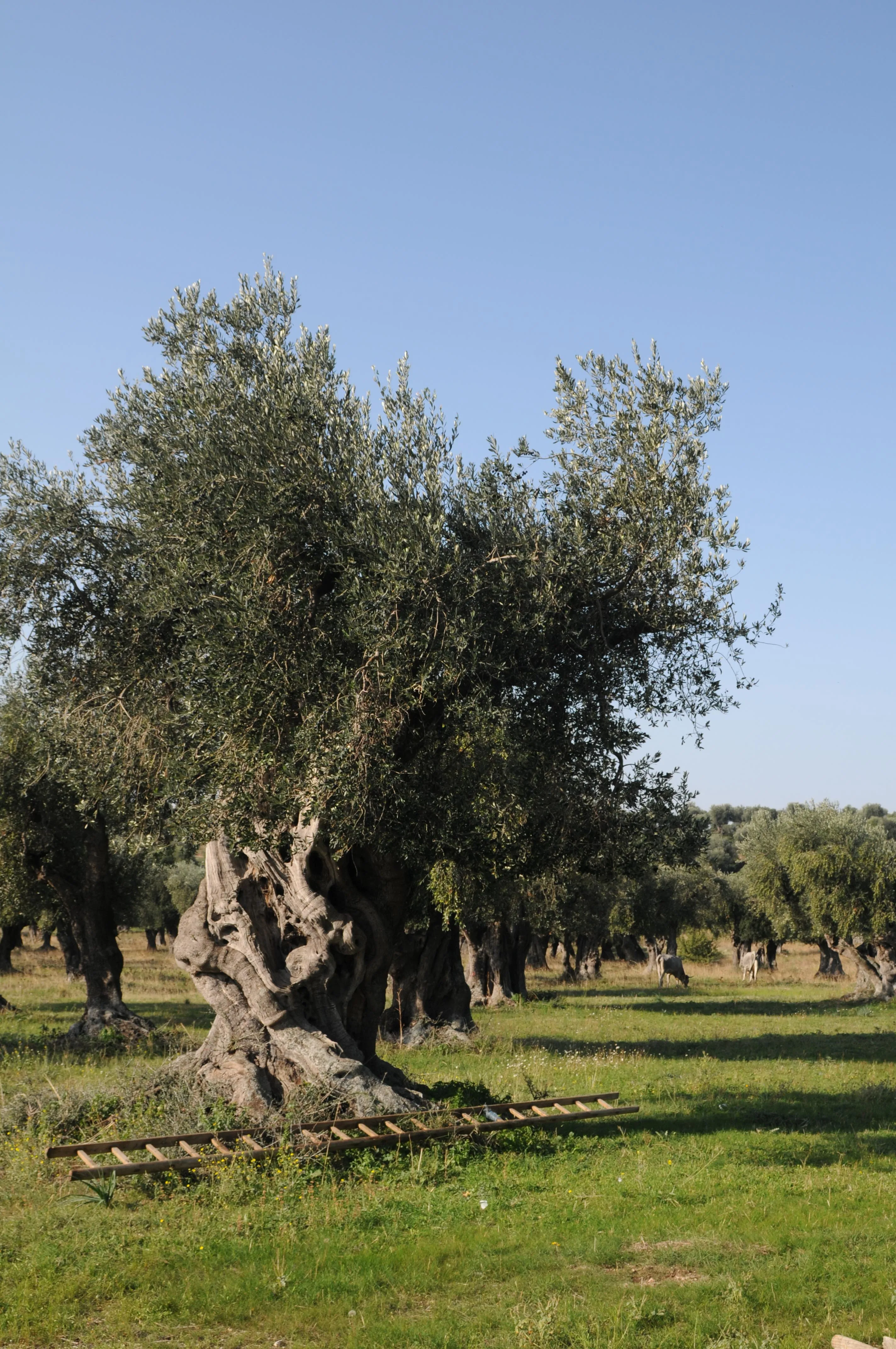 Made in Italy 100% EVO Oil - Clemente 1895 Extra Virgin Olive Oil