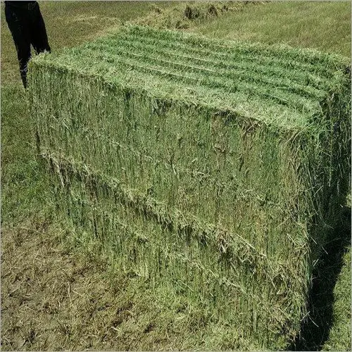 Высококачественный альфафа для кормления животных