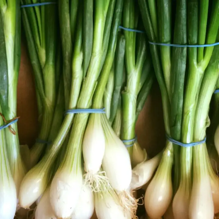 
Fresh Scallion /Welsh Onion 