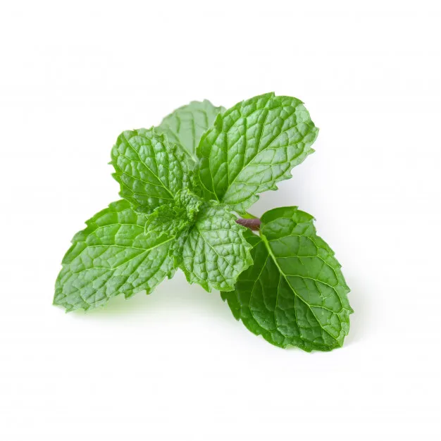 100% чистое и натуральное/одобрено GMP и ISO масло перечной мяты от SNN Natural Products