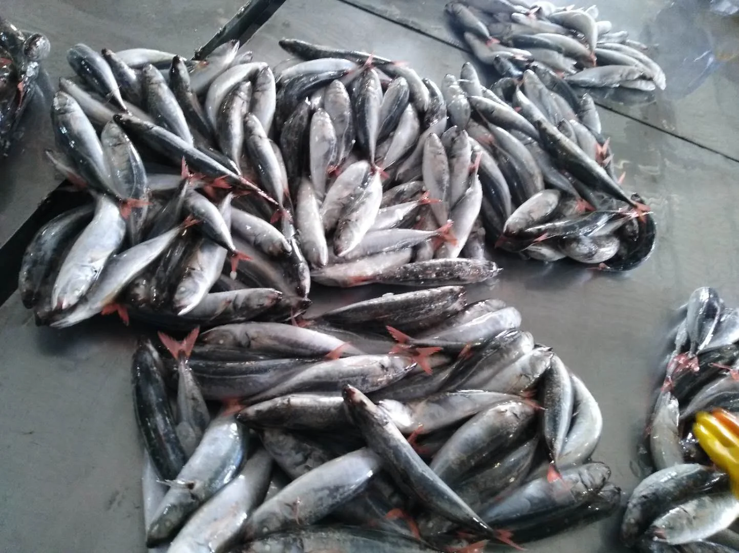 FROZEN NATURE Whole Body Decapterus Kurroides Redtail Scad with 2 Years Shelf Life