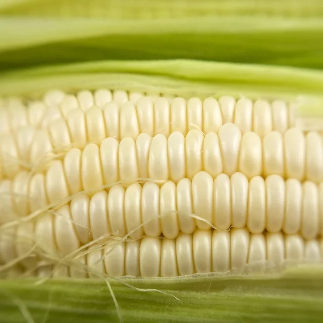 
High Quality White Sweet Corn 