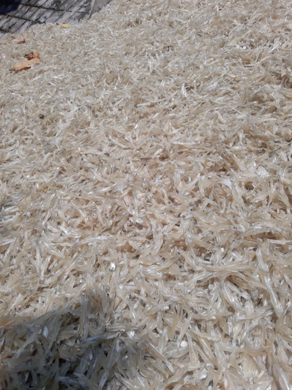 Сушеный СПАТ/сушеный на солнце рыба Анчоуса из Вьетнама по хорошей цене // Sven + 84 966722357