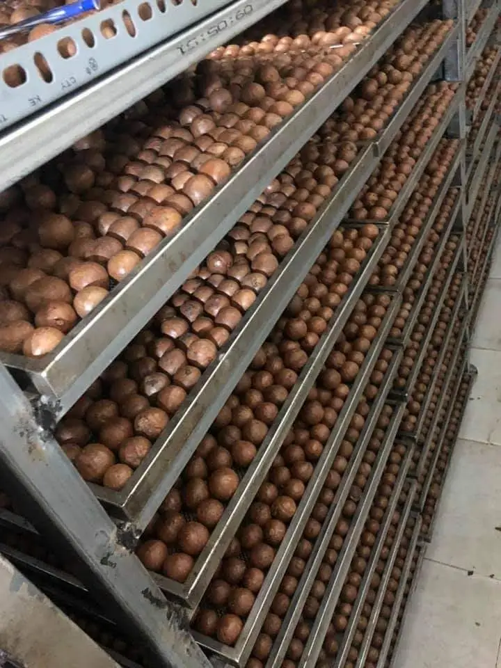  Органические сушеные орехи макадамии ракушки треснутые в пакете на молнии из Вьетнама