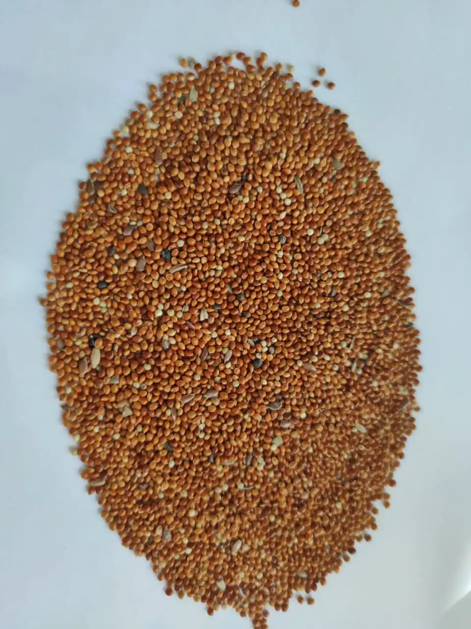 
Yellow red Millet for sale 