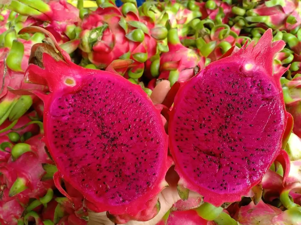 Свежие красные стрекозы из Вьетнама по лучшей цене на экспорт-VietGAP и GlobalGAP стандартов в сельскохозяйственном производстве