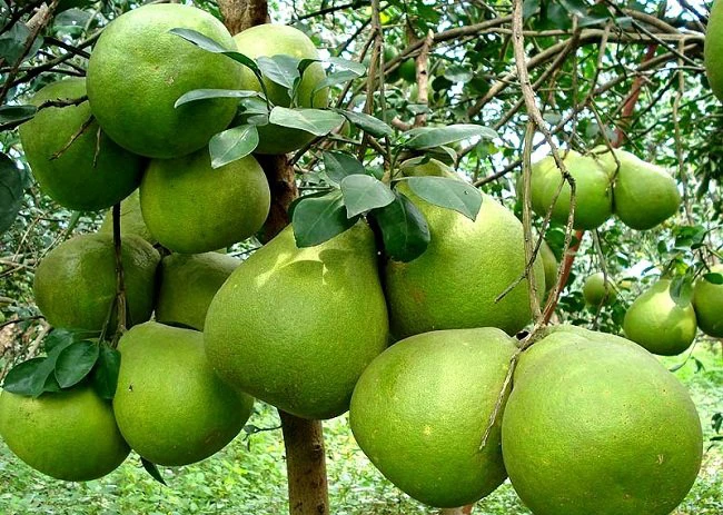 Помело фруктов, лучшее качество для экспорта Вьетнама