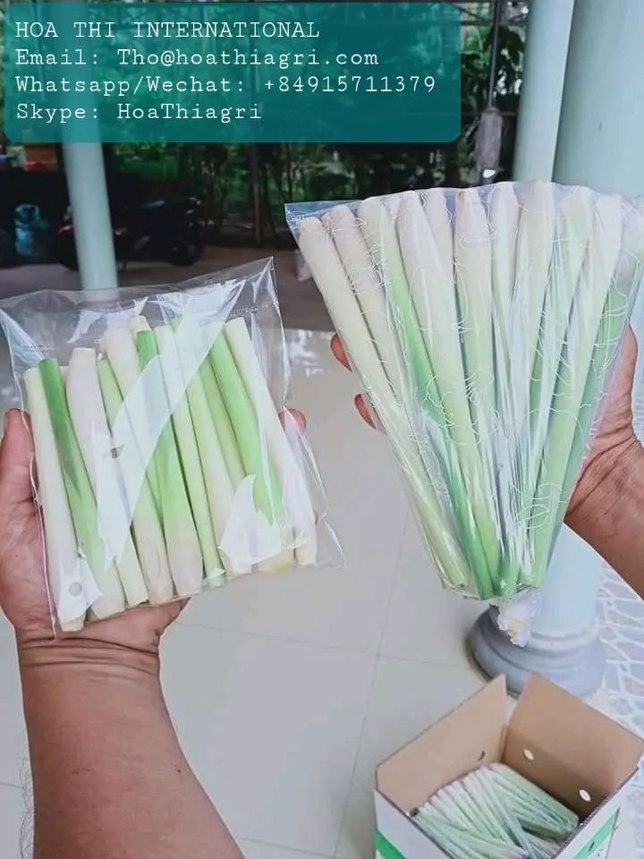 6 Months Shell Life Raw Processing Type Natural Green Stick Shape 6 Months Shell Life  Fresh Lemongrass