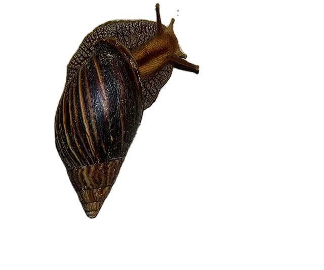 Best Selling Giant African Land Snails for sale High Quality Edible Snails Frozen Dried  Fresh Snails For sale