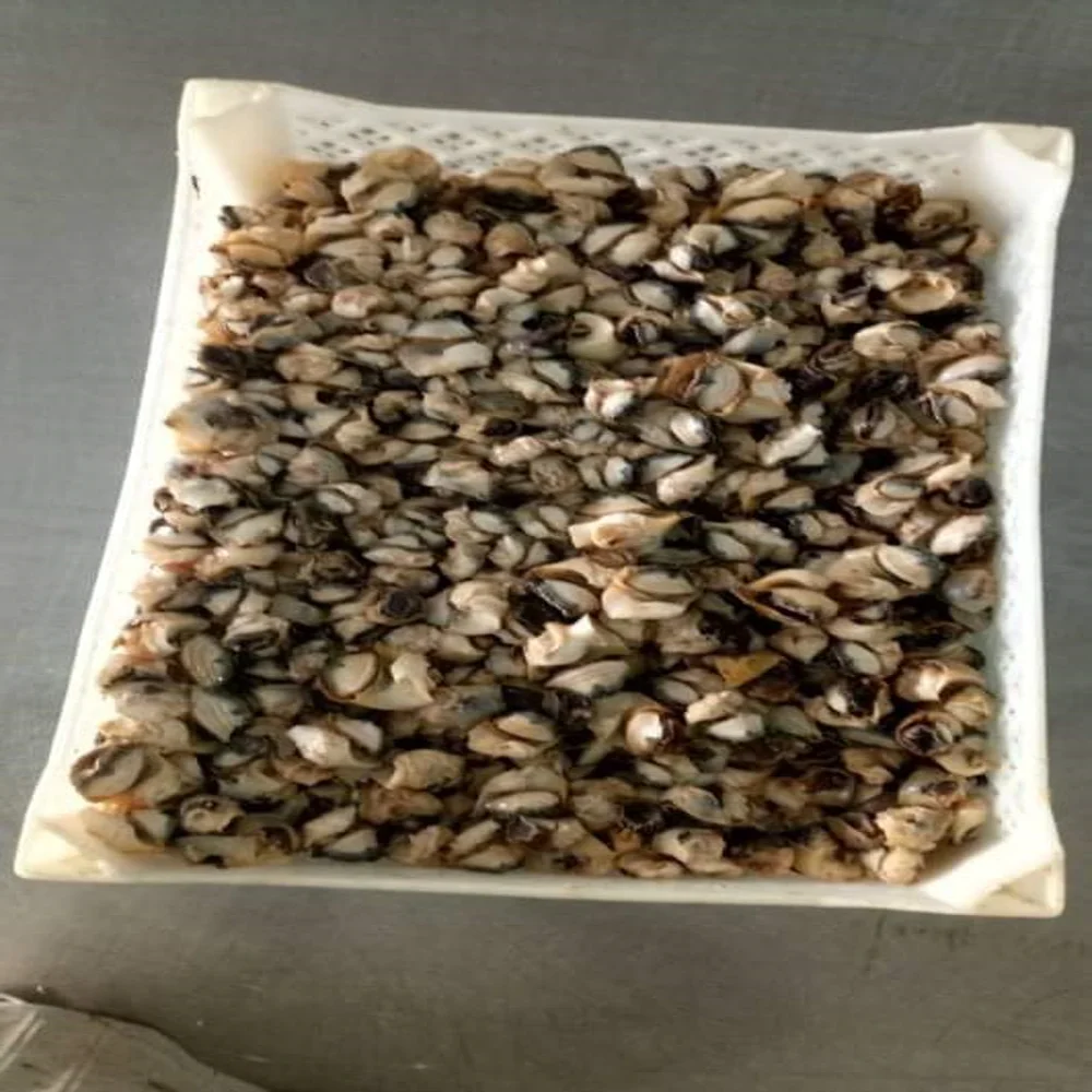 
Dried Conch-Frozen Conch-Dried Conch Meat Wholesale Delicious Good Quality Seafood Snacks 