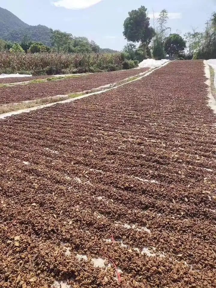 dry STAR ANISE good quality for sale call +84984418844 whatsapp