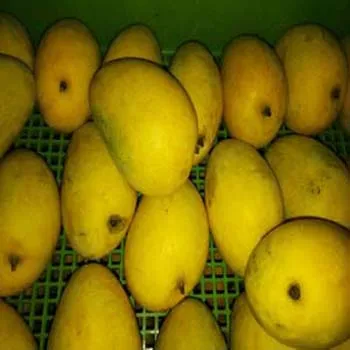 Свежие манго Alphonso из Германии