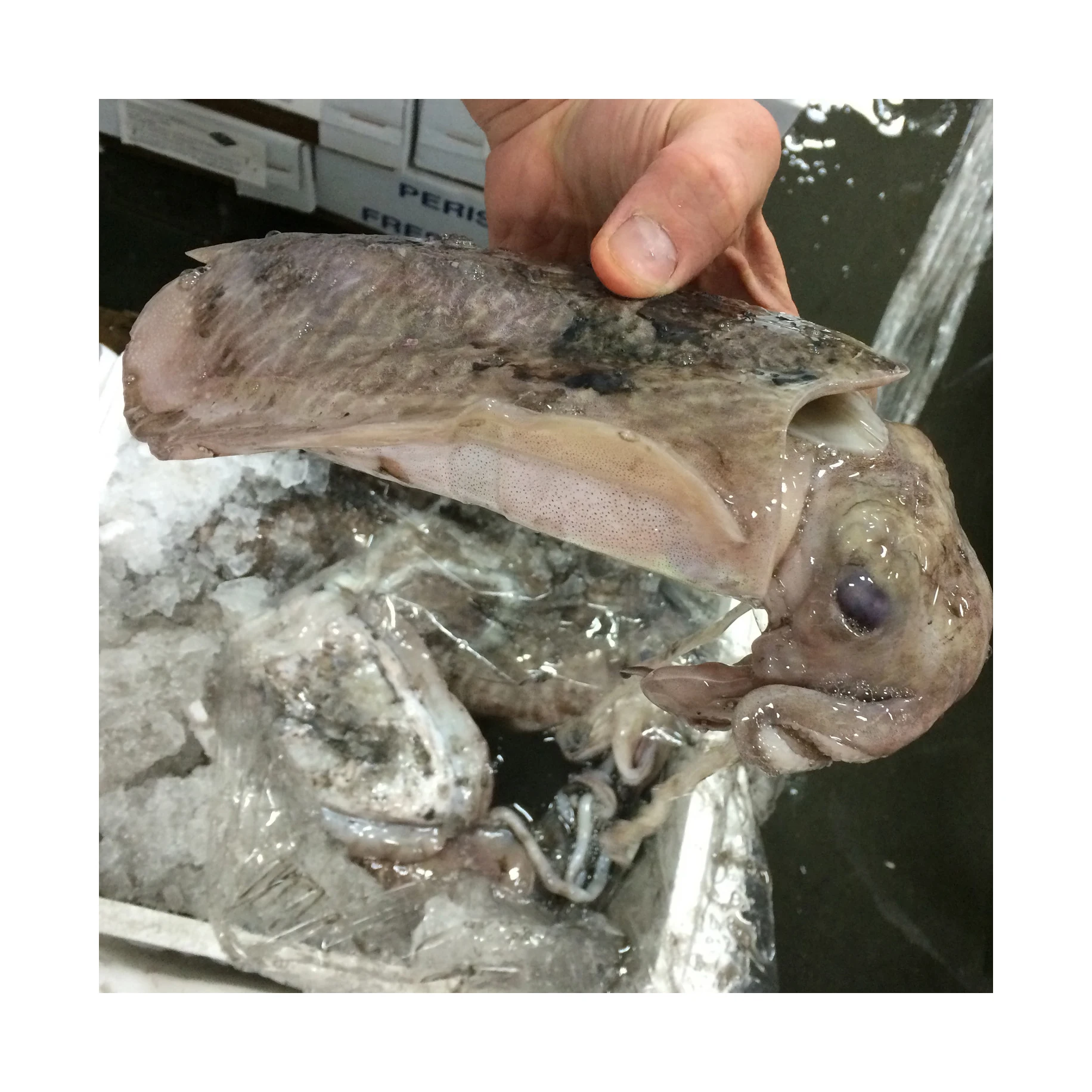 Морская рыба/замороженная морская рыба