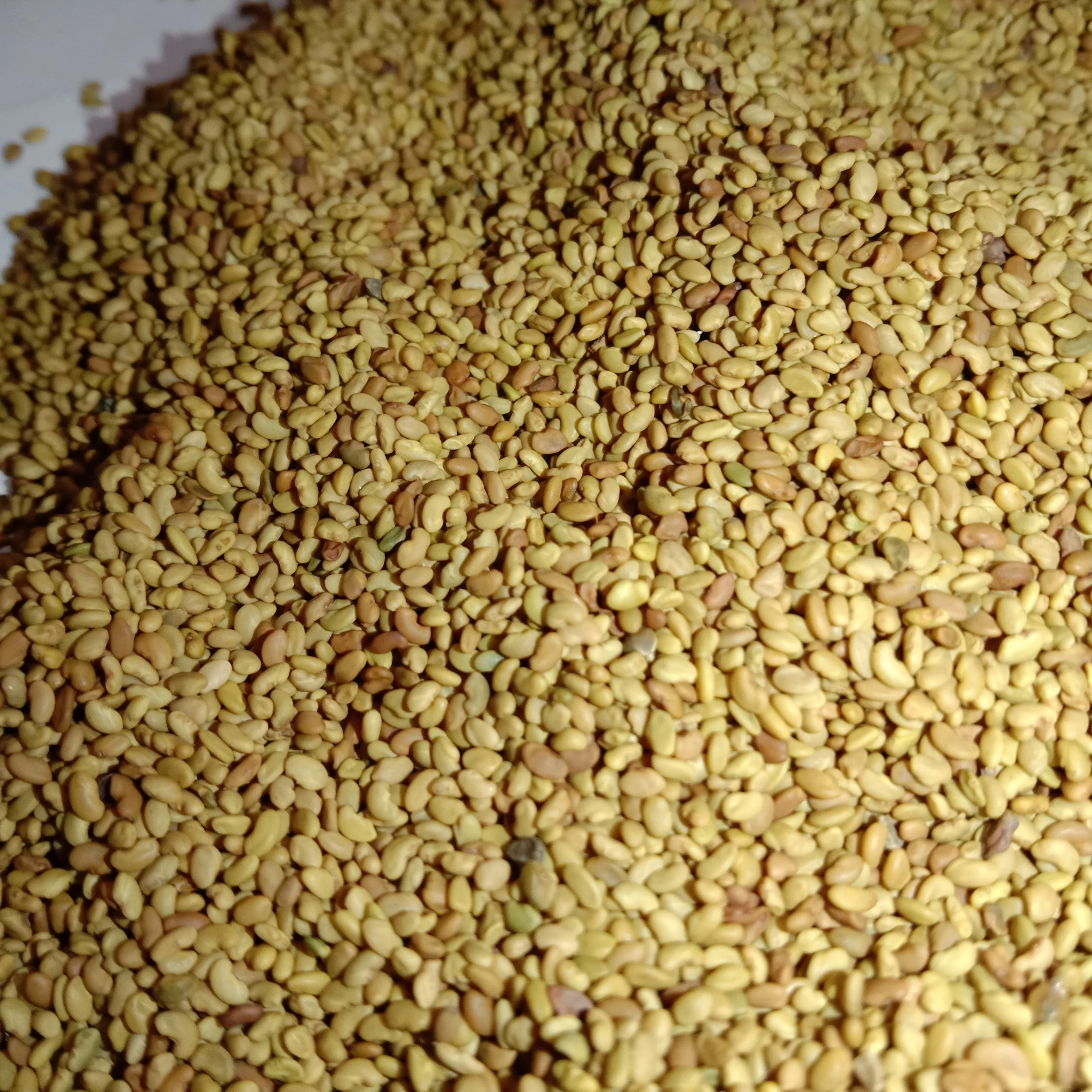 Kohenoor Alfalfa Seeds