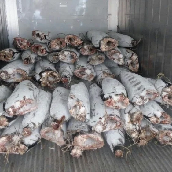 Замороженный черный и красный Marlin HGT, хорошее качество для рынка