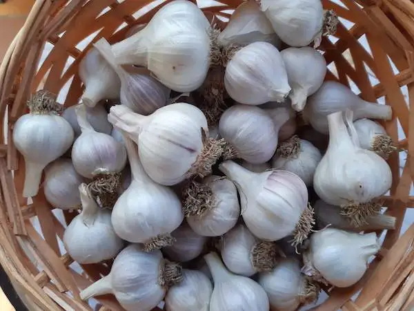 
HIGH QUALITY FRESH AND DRY GARLIC FROM WEST AFRICA 