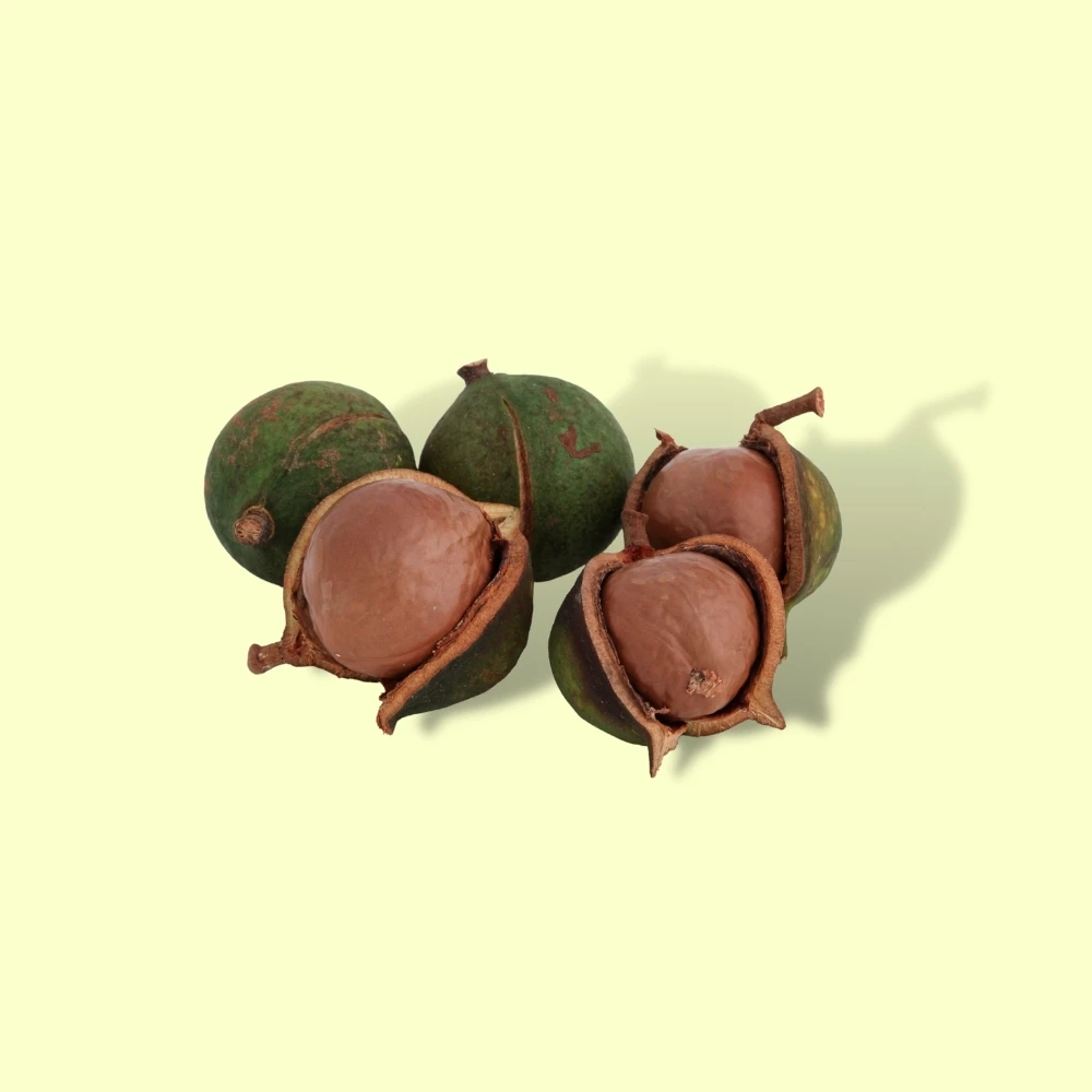 Вьетнамские экспортные товары коробка для орехов Сушеные Орехи macca пакет закусок орехи макадамии сырые