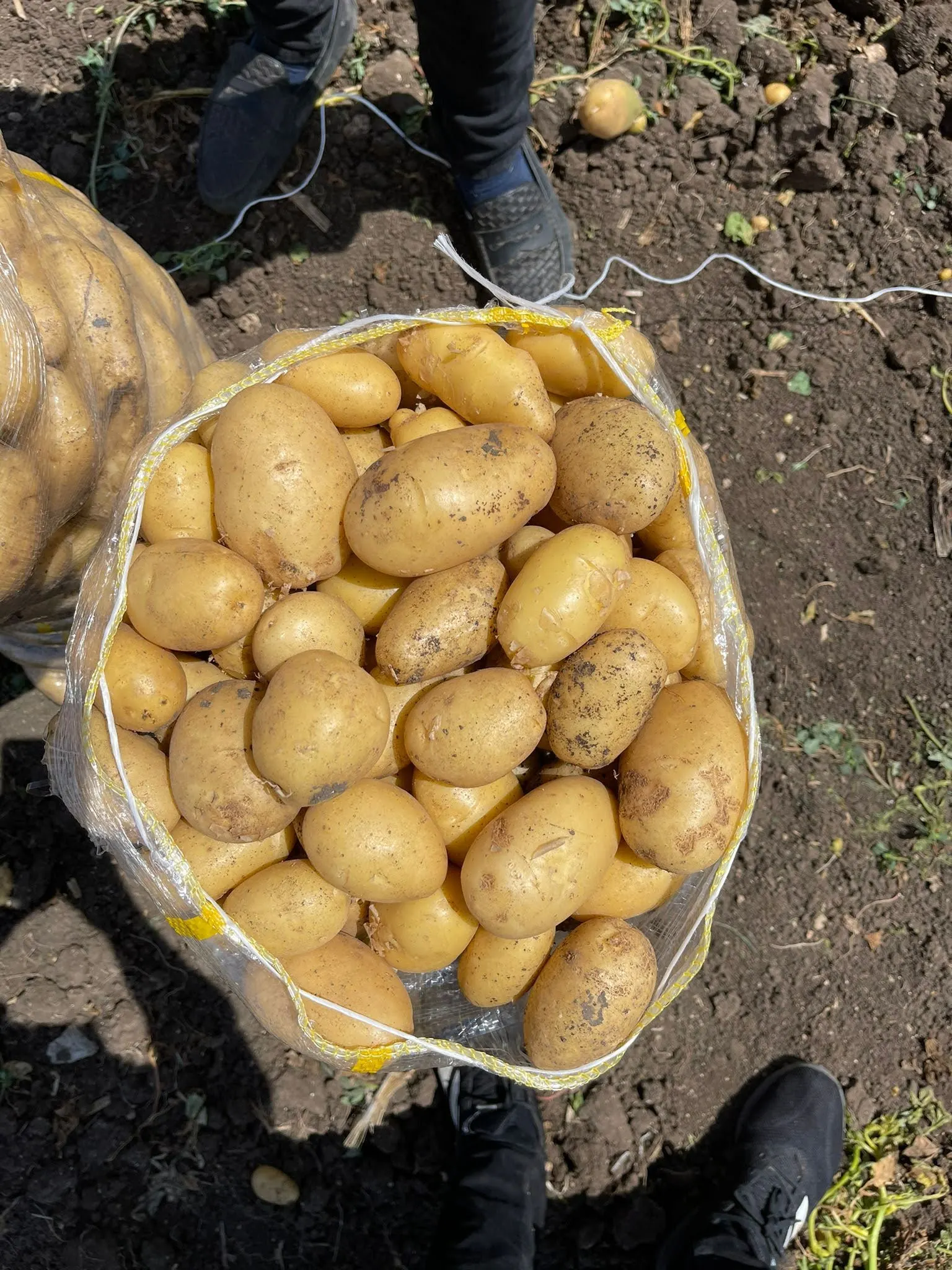 New Crop %100 Organic Patatoes Big Potatoes Perfect Quality Fresh Potatoes - Made in Turkey