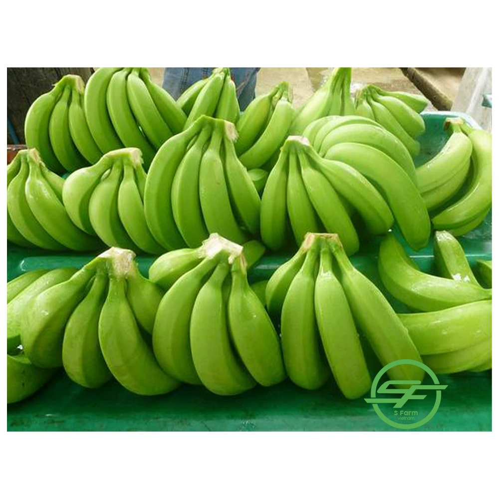 Fresh Long Green Cavendish Banana Exporters In Vietnam (Whatsapp/zalo/wechat: +84 912 964 858)